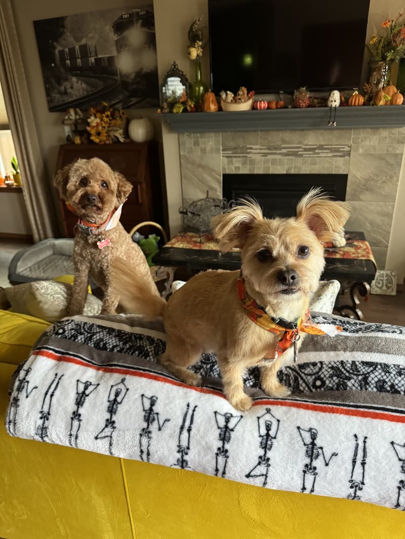Two freshly groomed small dogs on a yellow sofa in a living room