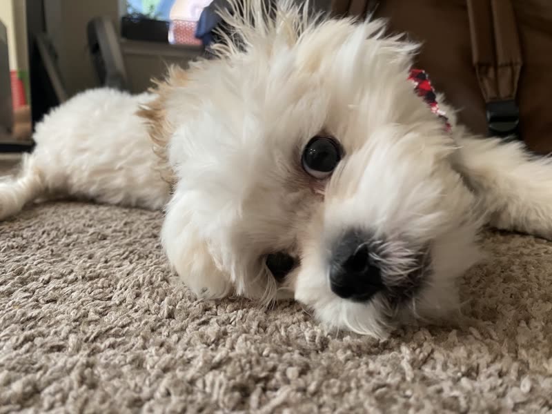 Two small white fluffy dogs lying together on a shaggy rug