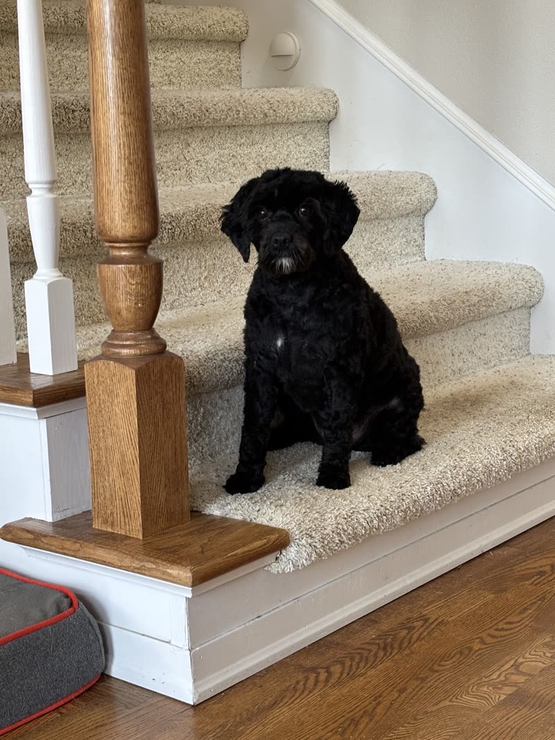 Small black curly-coated dog sitting on carpeted stairs at home after a groom