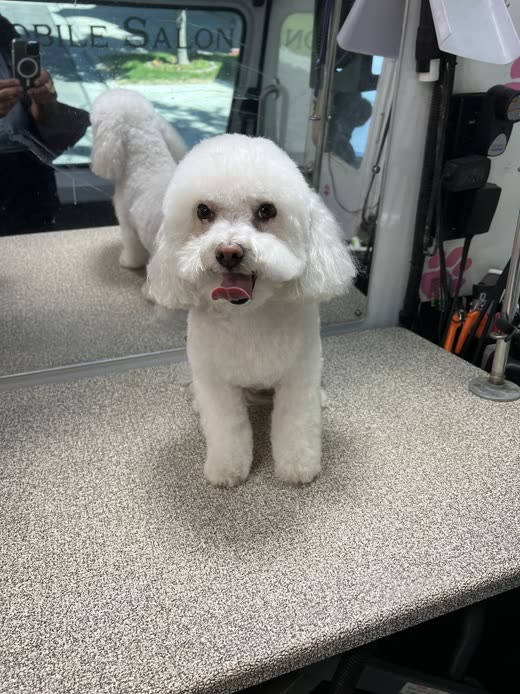 Freshly groomed white Bichon-type dog on the grooming table inside the mobile salon van, cropped in tight to remove burned-in words