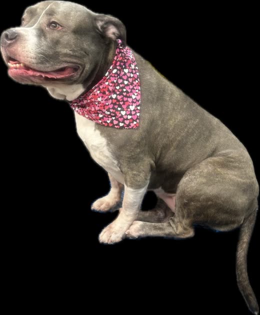 Grey pit-bull-type dog in a red floral bandana after a bath