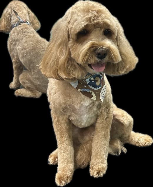 Golden Goldendoodle with a full teddy-bear face trim