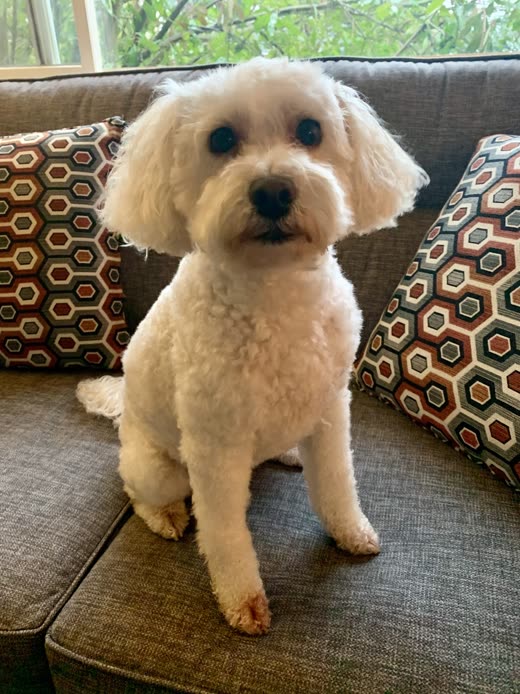 Cream Cockapoo with a neat round face trim
