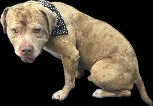 Tan merle bully-breed dog in a navy spotted bandana after a bath